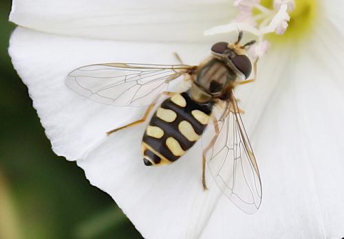 Réf. 218 382 : Eupeodes corollae